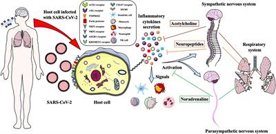 Hold Breath: Autonomic Neural Regulation of Innate Immunity to Defend Against SARS-CoV-2 Infection